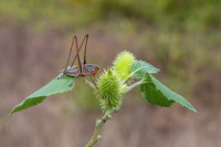 /album/foto-adriano/cavaletta-sepiana-sepium-jpg/